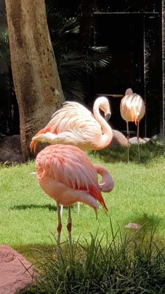 Pink Flamingos