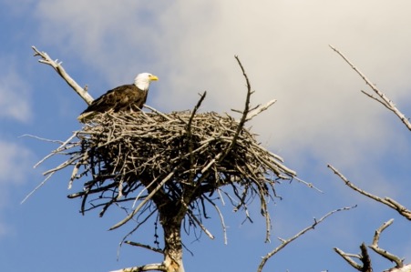 Bald Eagle