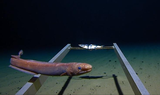 Geospatial Anomaly Detector 3 - Eel at the bottom of Mariana Trench
