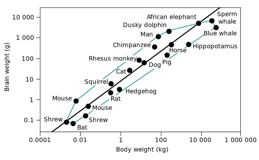 Graph - Animal species sorted by body and brain weights 