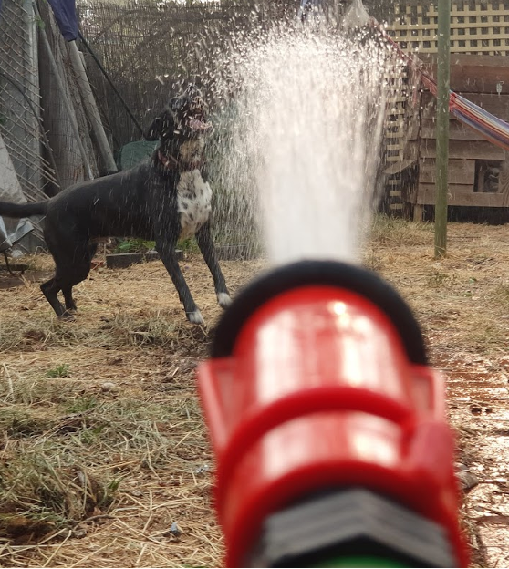 Dog baths out of a hose pipe