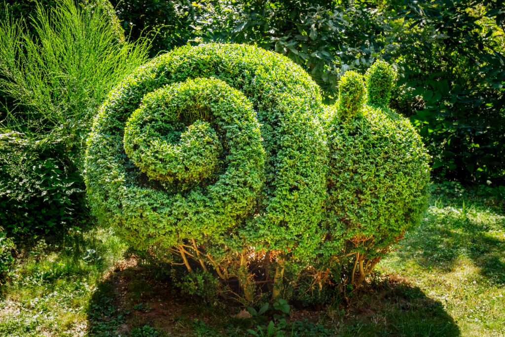 Snail shaped Boxwood Bush grows in garden. Small Bush trimmed in snail shape. Pruning Boxwood Shrub. Topiary tree