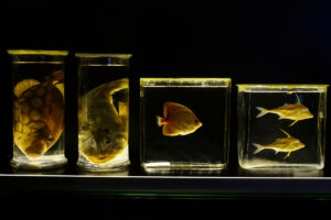 fish specimen preserved in jars on a black background